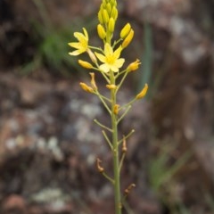 Bulbine sp. at Booth, ACT - 5 Nov 2020 by Jek