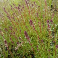 Haloragis heterophylla (Variable Raspwort) at Lower Molonglo - 7 Nov 2020 by tpreston