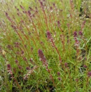 Haloragis heterophylla at Molonglo River Reserve - 7 Nov 2020