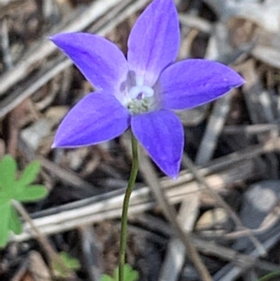 Wahlenbergia sp. (Bluebell) at Flea Bog Flat, Bruce - 6 Nov 2020 by JVR