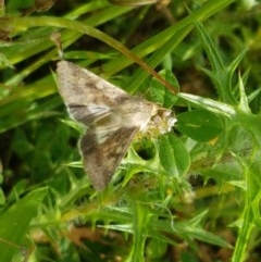 Helicoverpa (genus) (A bollworm) at Lower Molonglo - 7 Nov 2020 by tpreston