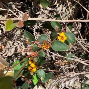 Platylobium montanum subsp. montanum at Wee Jasper, NSW - 2 Nov 2020