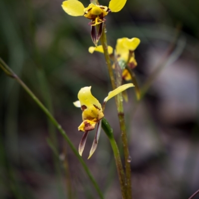 Diuris sulphurea (Tiger Orchid) at Booth, ACT - 5 Nov 2020 by Jek