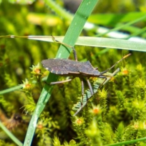 Amorbus sp. (genus) at Uriarra, NSW - 6 Nov 2020