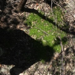 Acrotriche serrulata (Ground-berry) at O'Malley, ACT - 7 Nov 2020 by Tapirlord