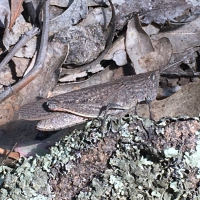 Cirphula pyrrhocnemis (Variable Cirphula) at O'Malley, ACT - 7 Nov 2020 by Tapirlord