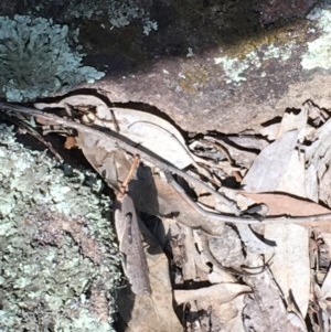 Cirphula pyrrhocnemis at O'Malley, ACT - 7 Nov 2020