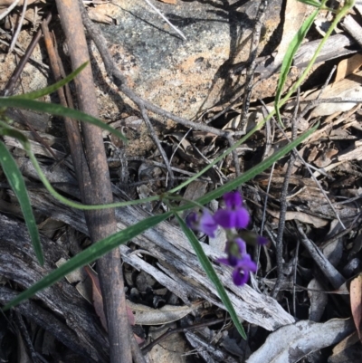 Glycine clandestina (Twining Glycine) at O'Malley, ACT - 7 Nov 2020 by Tapirlord