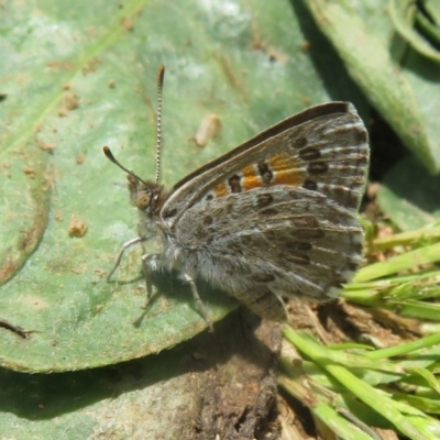 Lucia limbaria (Chequered Copper) at Dunlop, ACT - 7 Nov 2020 by Christine