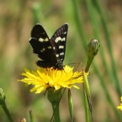 Phalaenoides tristifica (Willow-herb Day-moth) at West Belconnen Pond - 6 Nov 2020 by Christine