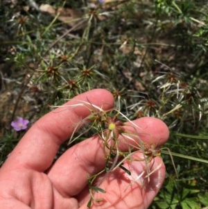 Clematis leptophylla at O'Malley, ACT - 7 Nov 2020