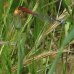 Xanthagrion erythroneurum (Red & Blue Damsel) at West Belconnen Pond - 7 Nov 2020 by Christine