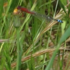 Xanthagrion erythroneurum (Red & Blue Damsel) at Dunlop, ACT - 6 Nov 2020 by Christine