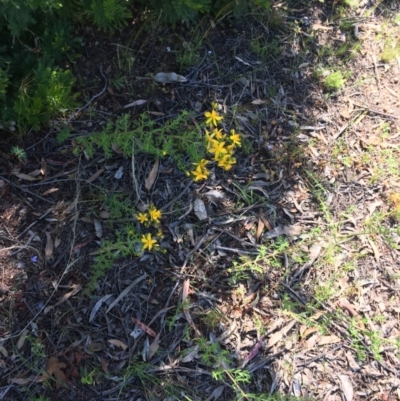 Hypericum perforatum (St John's Wort) at O'Malley, ACT - 7 Nov 2020 by Tapirlord