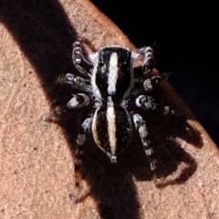 Euophryinae sp. (Mr Stripey) undescribed (Mr Stripey) at Downer, ACT - 7 Nov 2020 by Kurt