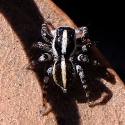 Euophryinae sp. (Mr Stripey) undescribed (Mr Stripey) at Downer, ACT - 7 Nov 2020 by Kurt