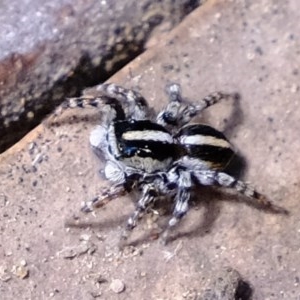 Euophryinae sp. (Mr Stripey) undescribed at Downer, ACT - 7 Nov 2020