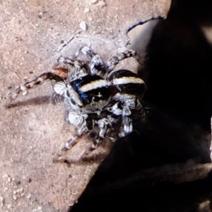 Euophryinae sp. (Mr Stripey) undescribed at Downer, ACT - 7 Nov 2020