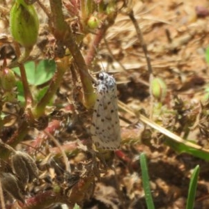 Utetheisa (genus) at Dunlop, ACT - 7 Nov 2020 11:33 AM