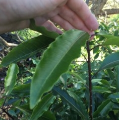 Pittosporum undulatum (Sweet Pittosporum) at O'Malley, ACT - 7 Nov 2020 by Tapirlord