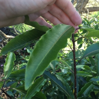 Pittosporum undulatum (sweet pittosporum) at O'Malley, ACT - 7 Nov 2020 by Tapirlord