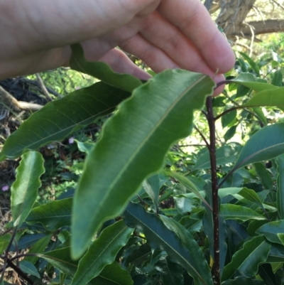 Pittosporum undulatum (Sweet Pittosporum) at O'Malley, ACT - 7 Nov 2020 by Tapirlord