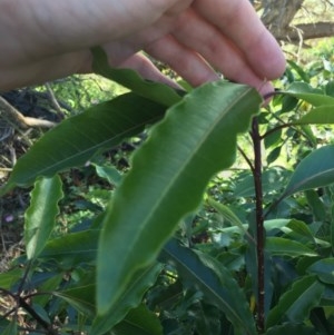 Pittosporum undulatum at O'Malley, ACT - 7 Nov 2020