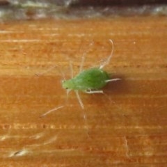 Aphididae (family) (Unidentified aphid) at Flynn, ACT - 7 Nov 2020 by Christine