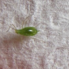 Aphididae (family) at Flynn, ACT - 7 Nov 2020