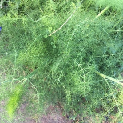 Foeniculum vulgare (Fennel) at Urambi Hills - 6 Nov 2020 by Jaff067