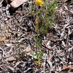 Coronidium oxylepis subsp. lanatum (Woolly Pointed Everlasting) at Downer, ACT - 7 Nov 2020 by Kurt