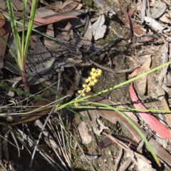 Lomandra filiformis (Wattle Mat-rush) at Urambi Hills - 6 Nov 2020 by Jaff067