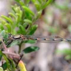 Austrolestes annulosus (Blue Ringtail) at Downer, ACT - 7 Nov 2020 by Kurt