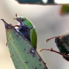 Xylonichus eucalypti (Green cockchafer beetle) at Cotter River, ACT - 2 Nov 2020 by trevsci