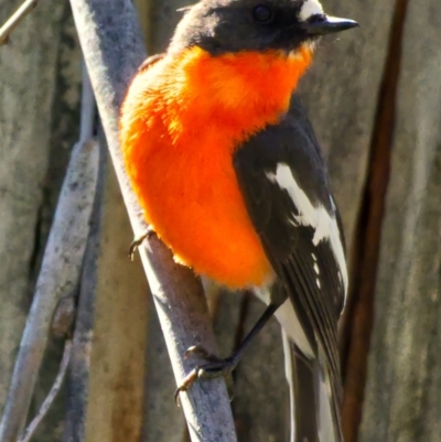 Petroica phoenicea (Flame Robin) at Cotter River, ACT - 3 Nov 2020 by trevsci