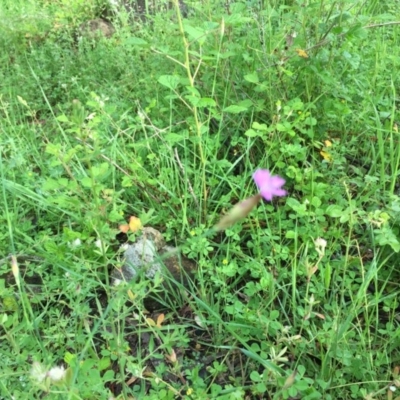 Petrorhagia nanteuilii (Proliferous Pink, Childling Pink) at Urambi Hills - 23 Oct 2020 by Jaff067