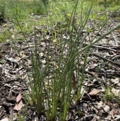 Eryngium ovinum at Deakin, ACT - 7 Nov 2020 11:04 AM