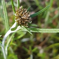 Euchiton sphaericus (Star Cudweed) at Bass Gardens Park, Griffith - 7 Nov 2020 by SRoss