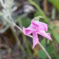 Convolvulus angustissimus subsp. angustissimus (Australian Bindweed) at Griffith, ACT - 7 Nov 2020 by SRoss