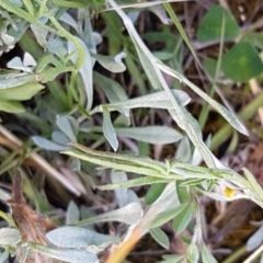 Convolvulus angustissimus subsp. angustissimus at Griffith, ACT - 7 Nov 2020 05:43 PM