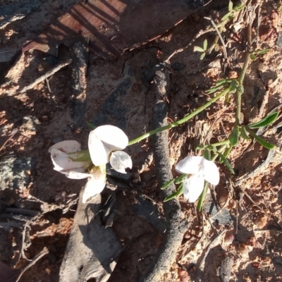 Lotus australis (Austral Trefoil) at Urambi Hills - 7 Nov 2020 by michaelb
