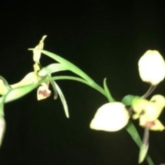 Diuris sulphurea (Tiger Orchid) at Myrtleville, NSW - 6 Nov 2020 by SandyMiller