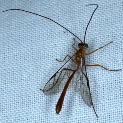 Leptophion yampus (An Ophioninae parasitic wasp) at Forde, ACT - 6 Nov 2020 by jb2602