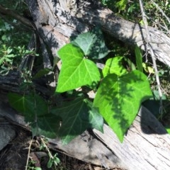 Hedera helix (Ivy) at Urambi Hills - 6 Nov 2020 by Jaff067