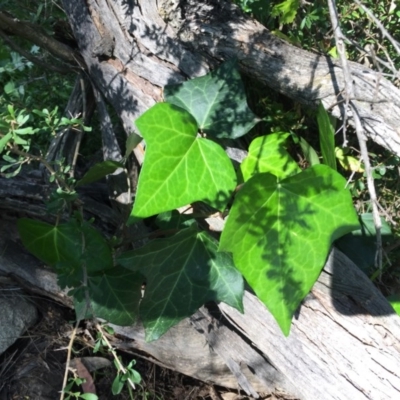 Hedera sp. (helix or hibernica) (Ivy) at Urambi Hills - 6 Nov 2020 by Jaff067