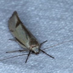 Philobota (genus) (Unidentified Philobota genus moths) at Forde, ACT - 6 Nov 2020 by jbromilow50