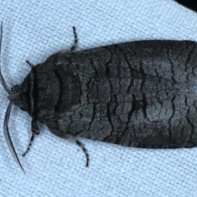 Culama glauca (A Wood moth) at Kenny, ACT - 6 Nov 2020 by jb2602