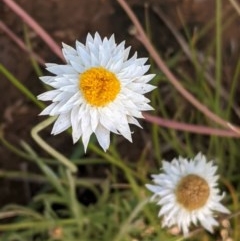 Leucochrysum albicans subsp. tricolor (Hoary Sunray) at Deakin, ACT - 6 Nov 2020 by JackyF