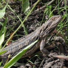 Pogona barbata (Eastern Bearded Dragon) at Hughes, ACT - 7 Nov 2020 by JackyF