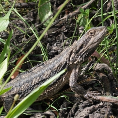 Pogona barbata (Eastern Bearded Dragon) at GG38 - 6 Nov 2020 by JackyF